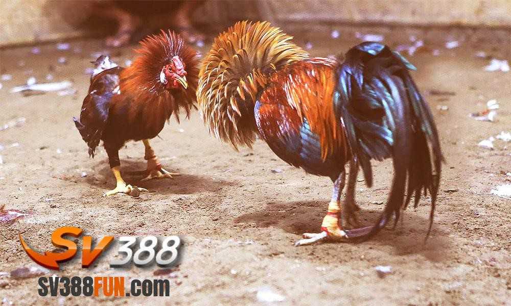 Chiến dịch khuyến mãi của Gg8 mang đến lựa chọn quà tặng năm trong một - Gg8